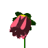 blumen animierte-bilder-gif